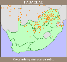 Image result for Crotalaria sphaerocarpa