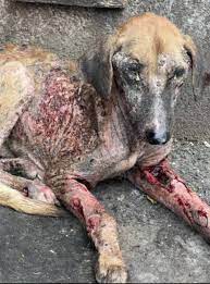 I found this poor dog wandering the streets of Pasig (near Kenneth area).  He is very skinny, weak, and has a painful open wound on his back. I wish I  could take