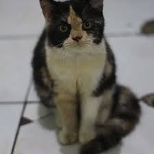 Daftar vaksin kucing online terbaru february 2021 pembayaran aman original cashback beli vaksin kucing terbaik di.beli aneka produk vaksin kucing online terlengkap dengan mudah, cepat & aman di tokopedia. Tom Cat House Cilamaya Karawang 2021