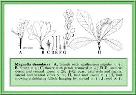 Image result for Magnoliaceae