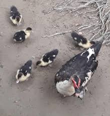 Tapi azis tak kehabisan akal. Entok