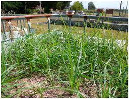 Image result for Cyperus ajax