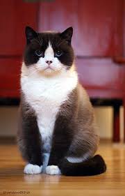 Black And White British Shorthair Cat British Shorthair Cats Catssky American Shorthair Cat Cute Cats And Kittens Beautiful Cats