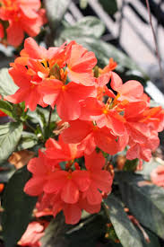 Image result for Crossandra infundibuliformis