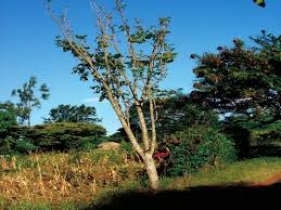 Image result for Steganotaenia