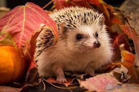 Kaley S Fall Fun By Gillian Lazarus On 500px Cute Baby Animals Animals Beautiful Animals