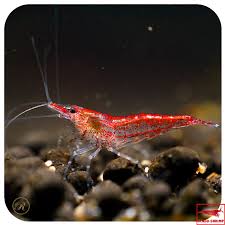 Red Cherry Shrimp Saltwater Fish Tanks Aquarium Fish Cherry Shrimp