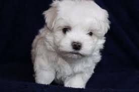 Maltese Terrier Istanbul Eminonu Fiyatlari Ikinci El Sifir Kiralik Ilanlar