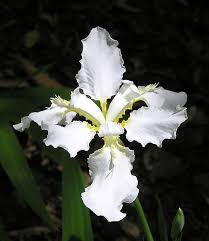 The potted plant needs renewal of the soil after three years. Iris Tectorum Japanese Roof Iris Roof Iris Wall Iris North Carolina Extension Gardener Plant Toolbox