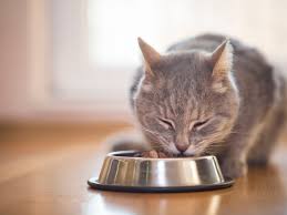 For years, he has had issues with throwing up in the mornings right after he eats. Why Does My Cat Eat And Throw Up