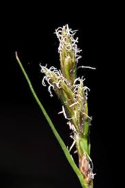 Image result for Carex leptosaccus