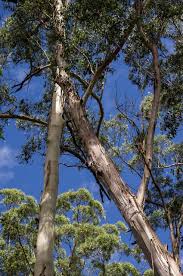 Maybe you would like to learn more about one of these? Australia Gum Tree Eucalyptus Grandis Tree Australia Gumtree Eucalyptus Grandis Tree Tree Gum Tree Black Gum Tree