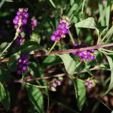 Image result for Lantana rugosa