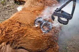 There is great potential for increased use of freeze. Cattle Thefts A Growing Risk As Covid Cools Branding Irons