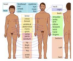 I have broken down the different body parts into sections, and given example sentences showing women generally have wider hips than men. Body Simple English Wikipedia The Free Encyclopedia
