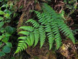 Image result for Diplazium humbertii