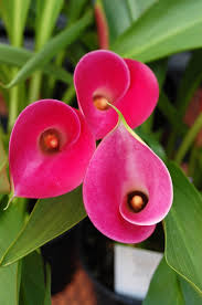 Image result for Zantedeschia aethiopica