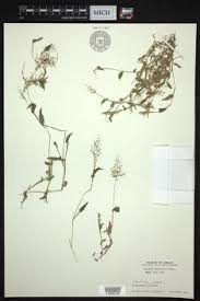 Image result for Isachne kiyalaensis