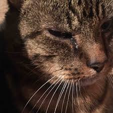 Fundraiser by Katelyn Giudice : Help Save Mystery the Cat