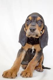 Black And Tan Bloodhound Tallahassee The 8 Week Old Coonhound Hound Mix Hound Dog Dogs Dog Cat