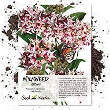 Showy Milkweed Seeds For Planting Asclepias Milkweed Seeds Milkweed