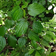 Image result for Piper capense