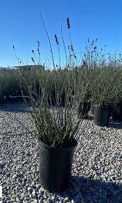 Image result for Eulophia calantha