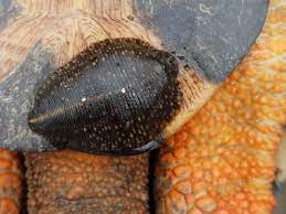 Many leeches have attractive speckled or striped patterns. Smooth Turtle Leeches The Orianne Society