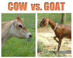 On The Level Of Things I Want To Marry A Cow Is Here At The Bottom A Goat Is A Bit Higher And You Re Like At The Level O Goats Raising