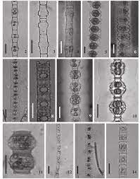 Fiverr's mission is to change how the world works together. Desmidias Fi Lamentosas Das Apas Lagoas De Guarajuba E Rio Capivara Download Scientific Diagram
