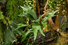 Image result for parožnatka Platycerium