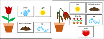 Doctor, What Does My Plant Need? | Lesson Plan