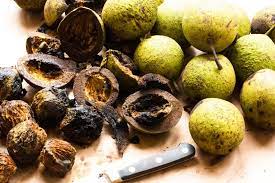 Check spelling or type a new query. Can Dogs Eat Walnuts Is It Bad For Dogs To Eat Walnuts Dog Carion