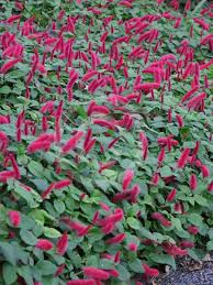 Image result for Acalypha segetalis