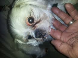 If you are looking for a little character that will have you laughing all day, this is the one. My Shih Tzu Eye Is Red And Bulging What Should I Do