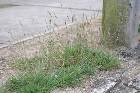 Image result for Bothriochloa