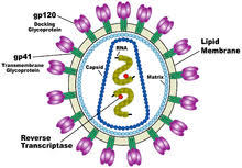 Disegno stilizzato bambina con cavallo : Hiv Wikipedia