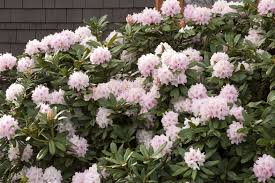 Cunningham S Blush Rhododendron Monrovia Cunningham S Blush Rhododendron Showy Flowers Plants Plant Catalogs