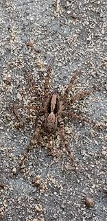 Snapped a shot of this banana spider on the border of louisiana and texas. Is This A Wolf Spider Louisiana Us Spiders