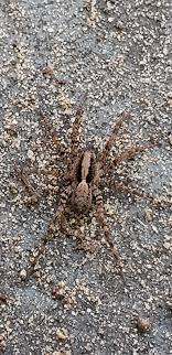 Snapped a shot of this banana spider on the border of louisiana and texas. Is This A Wolf Spider Louisiana Us Spiders