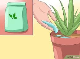 If you do plan to grow you aloe plant indoors; How To Care For Your Aloe Vera Plant 10 Steps With Pictures