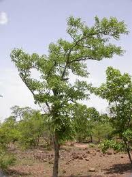 Image result for Sorindeia juglandifolia