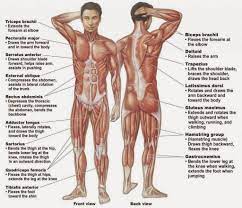 I made this basic guide for male and female body proportions according to andrew loomis () for myself, but perhaps someone. Human Organs Diagram Male Koibana Info Human Body Muscles Human Body Organs Human Muscular System