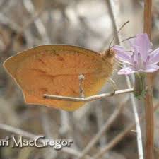 Image result for Hypolytrum pynaertii