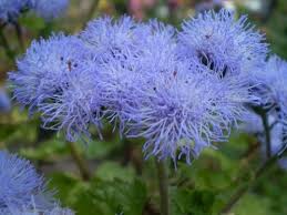 Blue Blazer Ageratum 20 Seeds Blue Plants Potted Plants For Shade Mosquito Repelling Plants