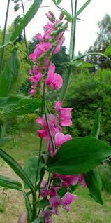 Image result for Oxyanthus latifolius