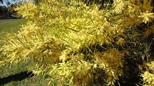 Image result for Acacia goetzei