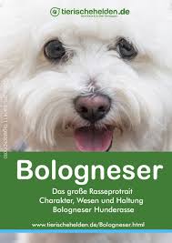 was bologneser hunde so einzigartig macht hunde hunde rassen rasse