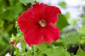 How And When To Prune Petunias Hunker Petunias Petunia Hanging Baskets Wilted Flowers