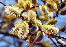 В 2021 году верующие посетят праздничные службы 25 апреля. Verbnoe Voskresene V 2021 Godu Kakogo Chisla Tradicii I Primety